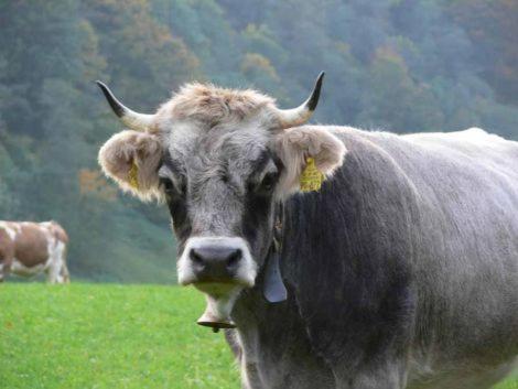 Alpenkette Garmisch-Partenkirchen Exterior foto